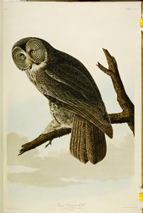 「アメリカの鳥」からの偉大なシネロフクロウ