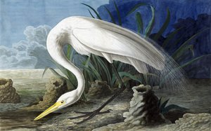 ジョンJ.オーデュボンのパブ「The Birds of America」のカササギ、Casmerodius Albus。 1827-38 作： John James Audubon