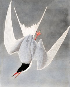ジョンJ.オーデュボンのパブ「The Birds of America」出身のグレートターン、スターナヒルンド。 1827-38 作： John James Audubon