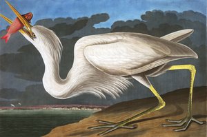 ジョン・J・オーデュボンのパブ「The Birds of America」出身のオオアオサギ、アルデーアオクシデンタリス。 1827-38 作： John James Audubon