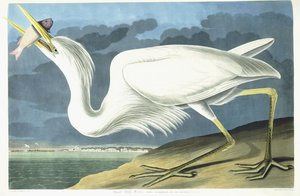オオアオサギ、雄の成虫、春の羽、1835 作： John James Audubon