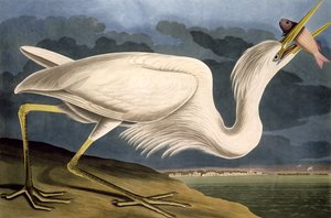ロバートハヴェル（1793-1878）1835によって彫刻された「アメリカの鳥」からのオオアオサギ 作： John James Audubon