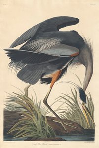 オオアオサギ、1834 作： John James Audubon