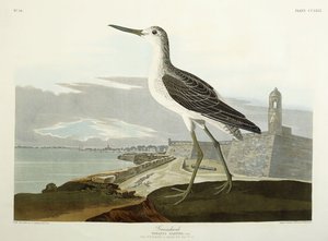 グリーンシャンク、セントビュー、1835 作： John James Audubon