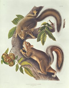 野うさぎ（Sciurus Leoporinus） 作： John James Audubon