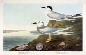 ハベルのアジサシとトルドーのアジサシ、1838