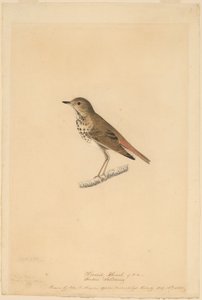 ヤドカリツグミ 作： John James Audubon
