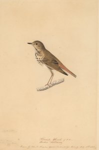 隠者ツグミ、1820年。 作： John James Audubon