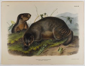 ホーリーマーモット 作： John James Audubon