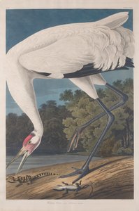 フープクレーン、1834年 作： John James Audubon