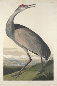 フープクレーン、1835年 作： John James Audubon