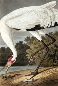 ジョンJ.オーデュボンのパブ「The Birds of America」のフープクレーン、グルアメリカーナ。 1827-38 作： John James Audubon