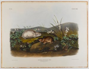 ハドソンズベイレミング 作： John James Audubon