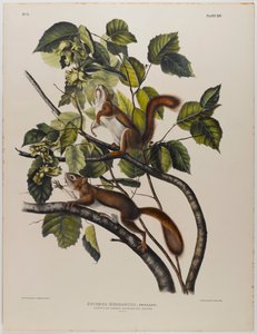 ハドソンズベイリス 作： John James Audubon