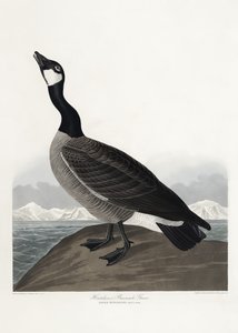  作： John James Audubon