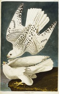 アイスランドまたはジャーファルコン。シロハヤブサ 作： John James Audubon
