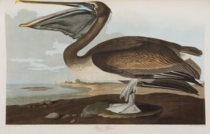 Birds of America」のイラスト 作： John James Audubon