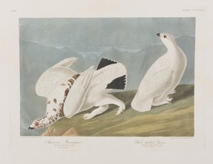 Birds of America」のイラスト 作： John James Audubon