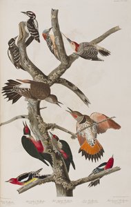Birds of America」のイラスト