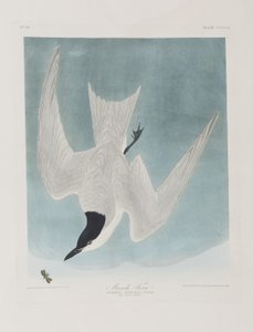 Birds of America」のイラスト 作： John James Audubon