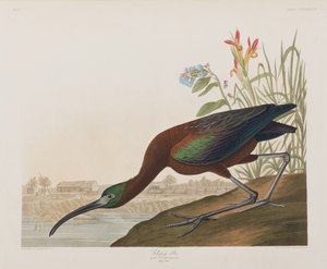 Birds of America」のイラスト