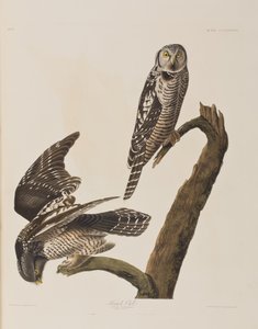 Birds of America」のイラスト