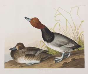 Birds of America」のイラスト 作： John James Audubon