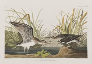 Birds of America」のイラスト 作： John James Audubon