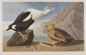 Birds of America」のイラスト 作： John James Audubon