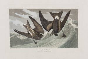 Birds of America」のイラスト