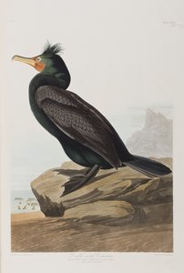 Birds of America」のイラスト 作： John James Audubon