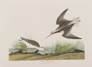 Birds of America」のイラスト 作： John James Audubon