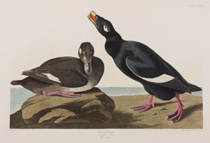 Birds of America」のイラスト 作： John James Audubon