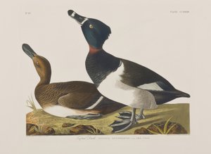 Birds of America」のイラスト 作： John James Audubon