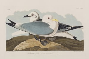Birds of America」のイラスト 作： John James Audubon