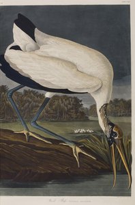 Birds of America」のイラスト 作： John James Audubon