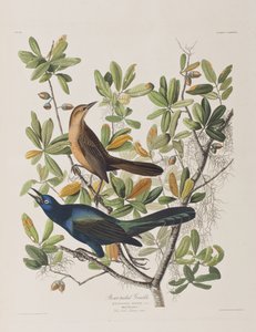 Birds of America」のイラスト