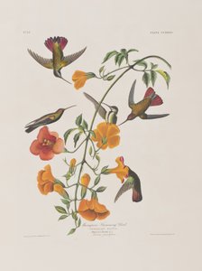 Birds of America」のイラスト 作： John James Audubon