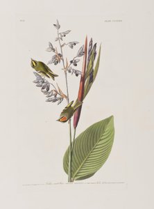 Birds of America」のイラスト 作： John James Audubon