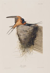 Birds of America」のイラスト 作： John James Audubon