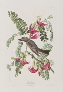 Birds of America」のイラスト 作： John James Audubon
