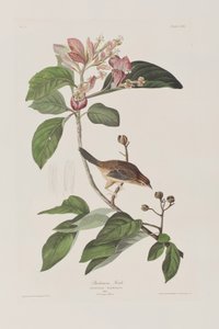 Birds of America」のイラスト 作： John James Audubon