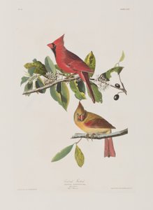 Birds of America」のイラスト 作： John James Audubon