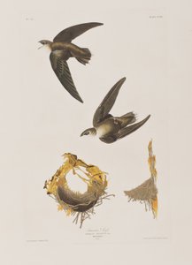 Birds of America」のイラスト 作： John James Audubon