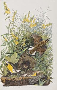 Birds of America」のイラスト 作： John James Audubon