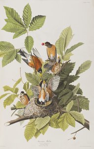 Birds of America」のイラスト 作： John James Audubon