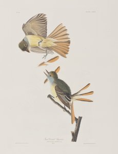 Birds of America」のイラスト 作： John James Audubon
