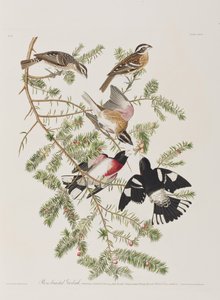 Birds of America」のイラスト 作： John James Audubon