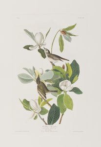 Birds of America」のイラスト 作： John James Audubon