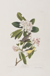 Birds of America」のイラスト 作： John James Audubon